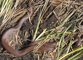 Eastern Worm Snake
